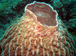 Porifera - The Respiratory System
