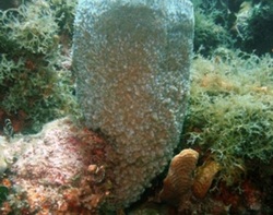 how do sea sponges move water and feed?