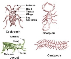 Arthropoda - The Respiratory System